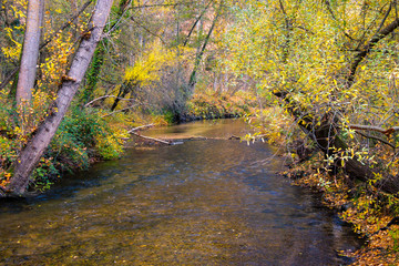 Forest with yellow and green trees 