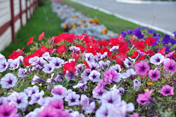  Colorfull flowerbed
