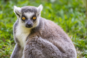 Ring-tailed Lemur