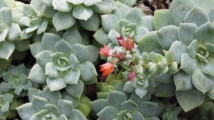 Flowering Echeveria fulgens, succulent plant close up.