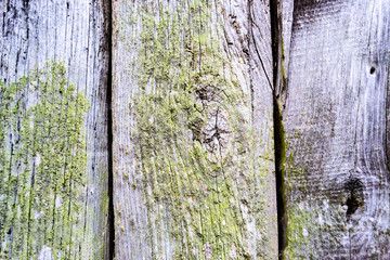Fototapeta premium Madera - Wood