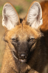 Maned Wolf