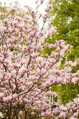 Flowering Magnolia liliflora in the city park