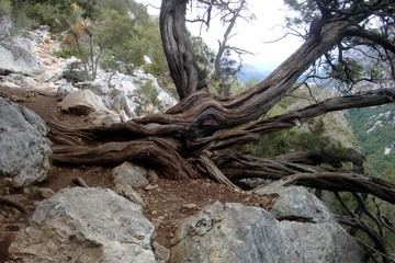 Fototapeta na wymiar wild juniper in the mountains of Sardinia