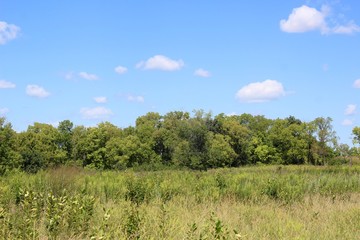 Obraz premium The beauty of the tall grass field and the white clouds.