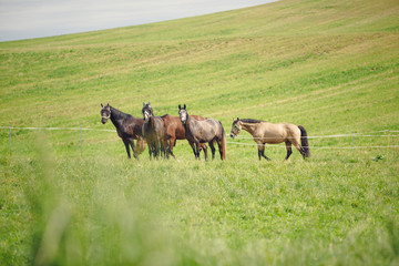 horse herd standing in green field