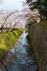 桜と金沢城