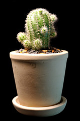 Cactus tree in the white ceramic pot.