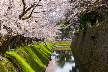 桜と金沢城