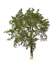 Green tree on white background.