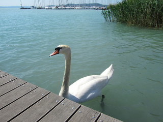 Beautiful white swan.