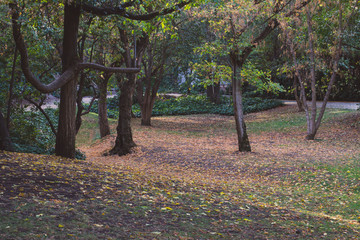 Forest with yellow trees