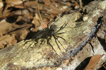 Widow spider on wood background in Florida wild