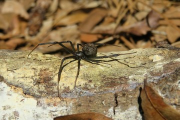 Brown widow spider on wood background in Florida wild