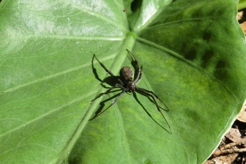 Widow spider on green leaves background in Florida wild