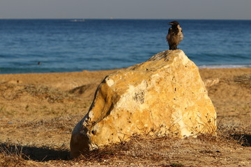 stones lie in a park on the shores of the Mediterranean Sea in the north of Israel