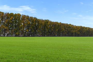 Sky, field, forest belt.