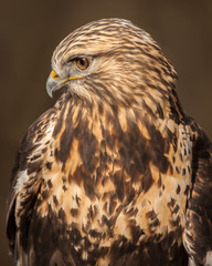 Rough-legged Hawk