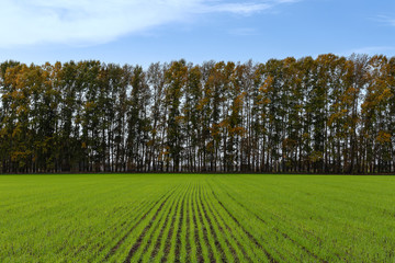 Obraz premium Green field and forest belt.