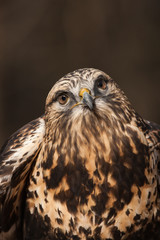 Rough-legged Hawk