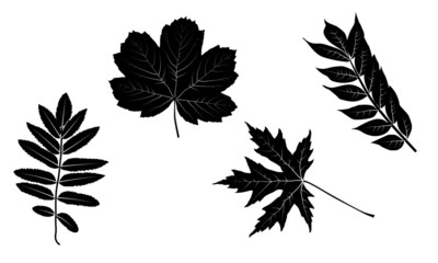 collection of four black leaves silhouettes