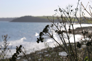 Obraz premium Cow parsley seed head with gyllngvase beach, falmouth cornwall in the background