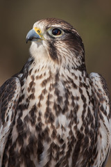 Sakar Falcon
