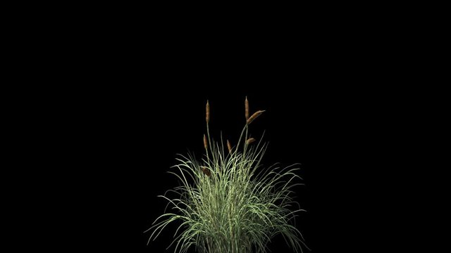 Catail grass in wind seamless loop, against black