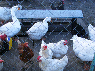 Geese and chickens in the barnyard behind the net