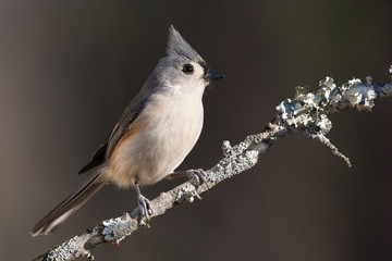 Tufted Titmouse