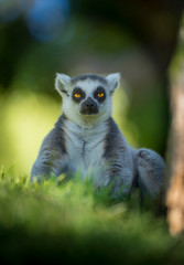 bello lémur de Madagascar con ojos amarillos y cara de enfado con fondo verde