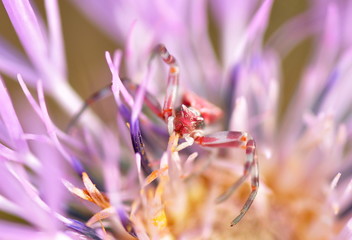 Spider on a flower