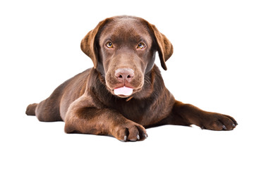 Funny cute Labrador puppy showing tongue lying isolated on white background