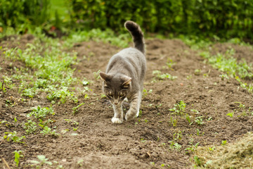 Obraz na płótnie Canvas Beautiful cat laying on the garden lawn ground.