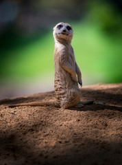 Pequeño y gracioso suricato mirando curioso de lado en fonde verde