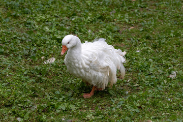 White Sebastopol goose. This domestic geese  cannot fly due to the curliness of their feathers 