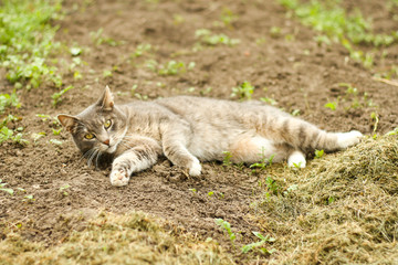 Naklejka na ściany i meble Beautiful cat laying on the garden lawn ground.