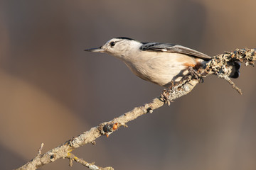 White-breasted Nuhatch