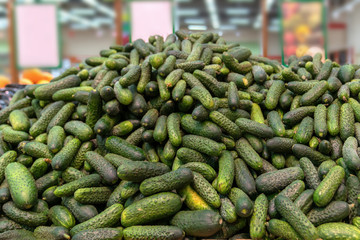 A plenty of green cucumber, green background. taken at the store, fresh harvest, healthy vegetables. mountain of cucumbers on the counter in the supermarket.