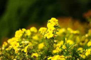 Beautiful garden park view with yellow blooming flowers