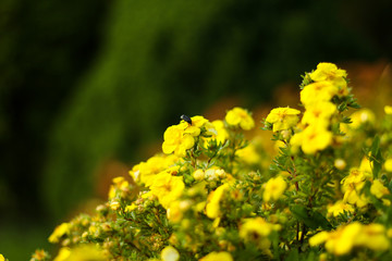 Beautiful garden park view with yellow blooming flowers