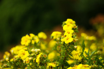 Beautiful garden park view with yellow blooming flowers