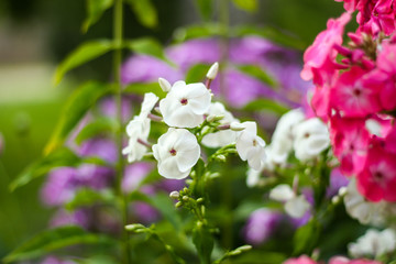 Beautiful white garden view of flowers blooming in countryside garden.