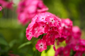 Beautiful purple flower in countryside farm garden.