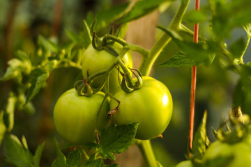 Beautiful garden floral view of new green growing tomates in a hot greenhouse. Picture taken in hot summer day located in small countryside home - Latvia.
