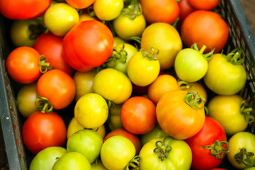 Beautiful background image of lovely Tomatoes right after taking them off plants.