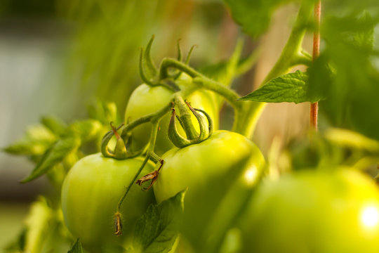 Beautiful garden floral view of new green growing tomates in a hot greenhouse. Picture taken in hot summer day located in small countryside home - Latvia.