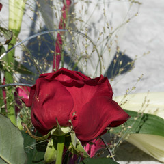 Close up of a red rose, Red Naomi, in a flower bouquet. 