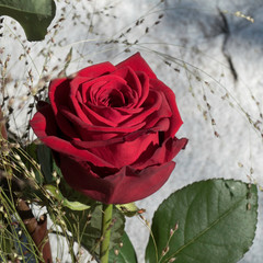 One blooming Red Naomi rose surrounded by green leaves and grasses in front of a stony background.