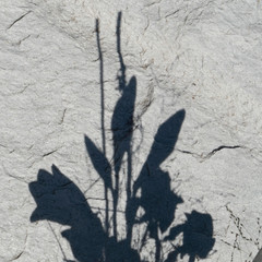 Shadows of a flower bouquet on a stony background.